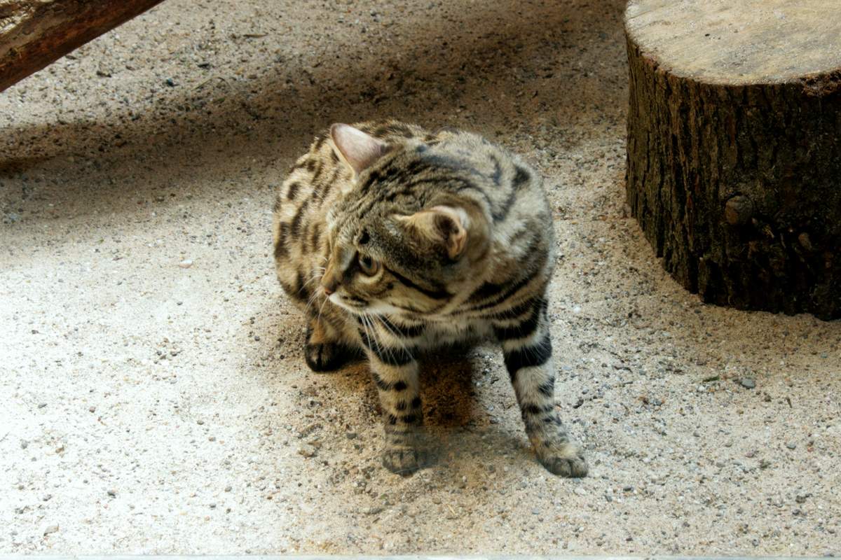 Черноногие кошки - зоркие звери.