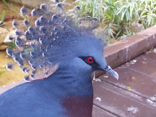 Красивая птица Венценосный голубь