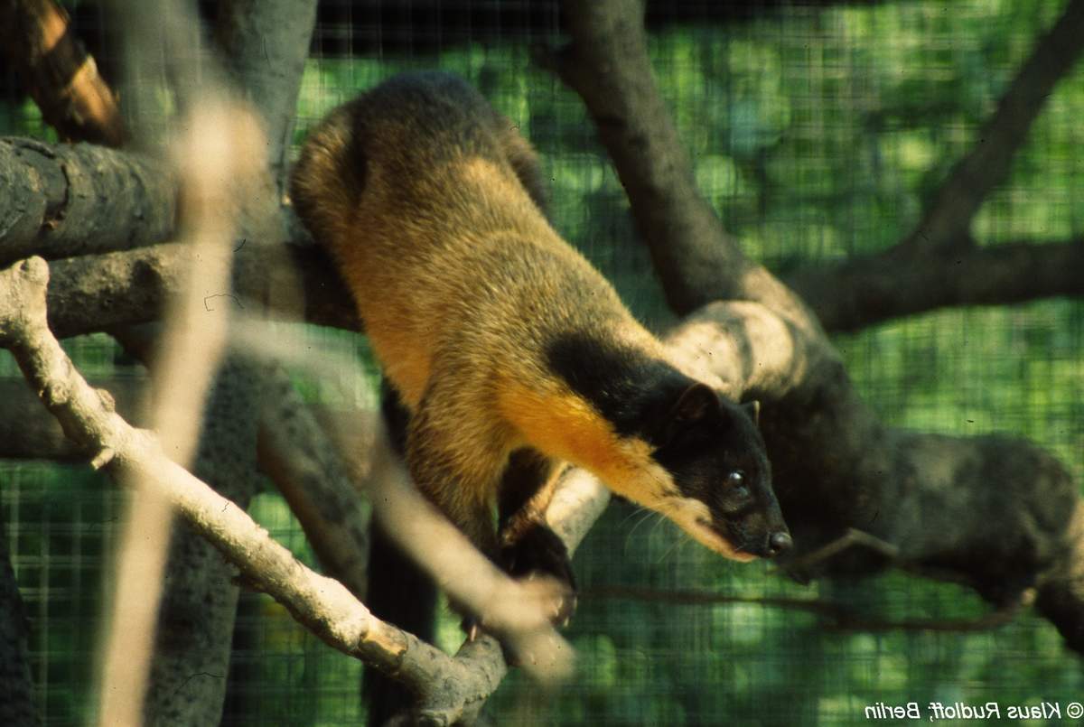 Окрас харзы считается экзотическим для Российских лесов. Окрас харзы считается экзотическим для Российских лесов.