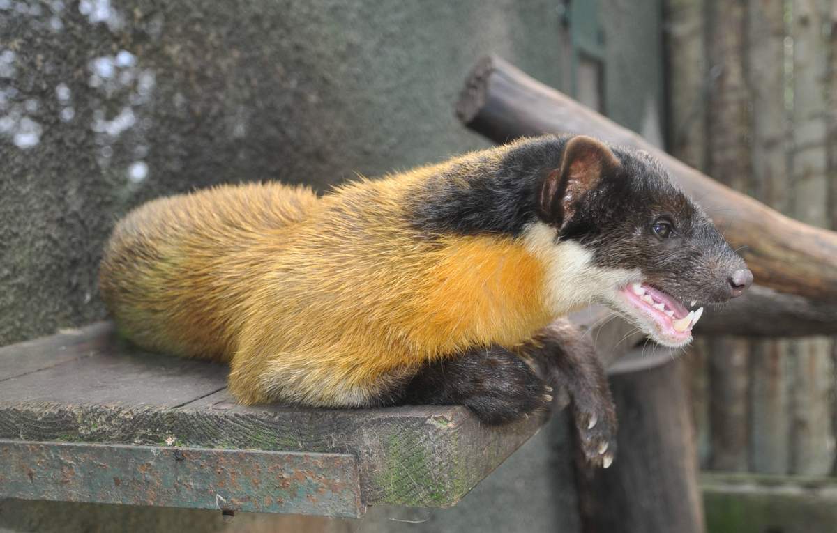Харза - ловкий и сильный охотник. Харза - ловкий и сильный охотник.