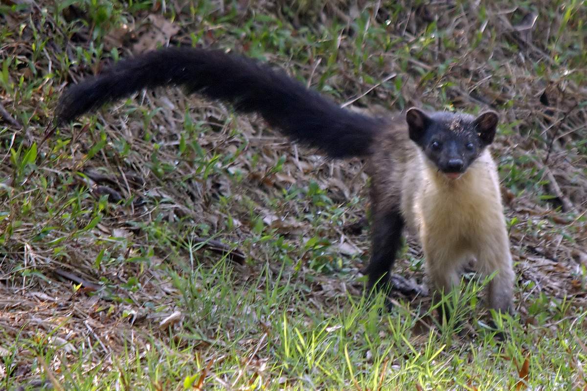 Хвост харзы выполняет роль равновесного приспособления. Хвост харзы выполняет роль равновесного приспособления.