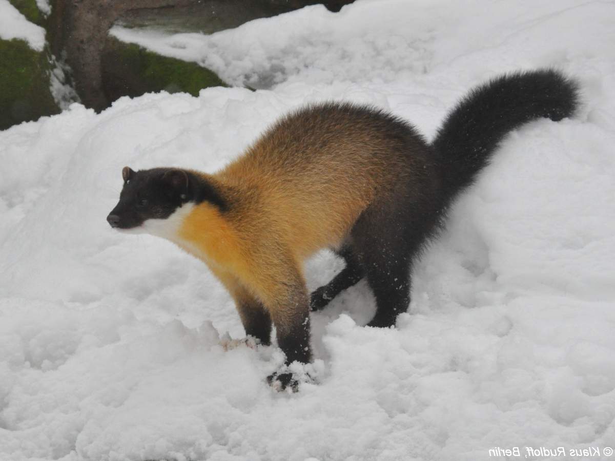 Харза - любитель меда. Харза - любитель меда.