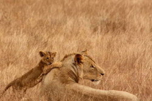 Лев - описание, ареал, размножение, питание, поведение, подвиды, угрозы