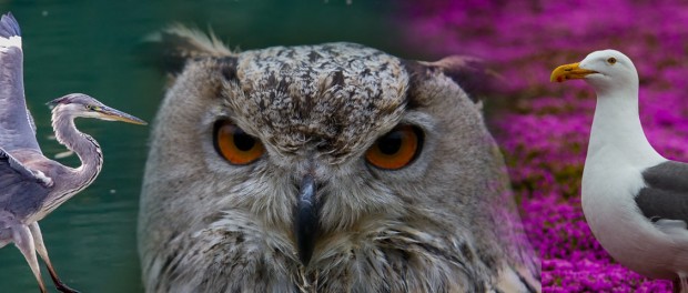 ТОП-10 самых ярких и красивых птиц