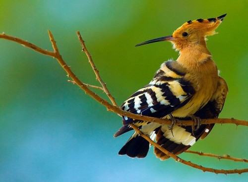 Пернатый красавец с некрасивым именем