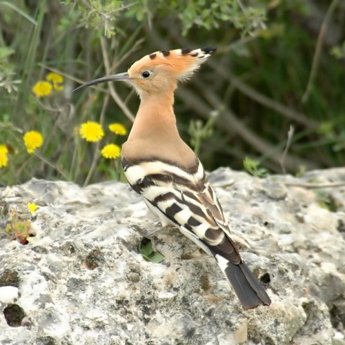 Картинка птицы удод