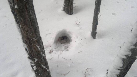 Лунка рябчика