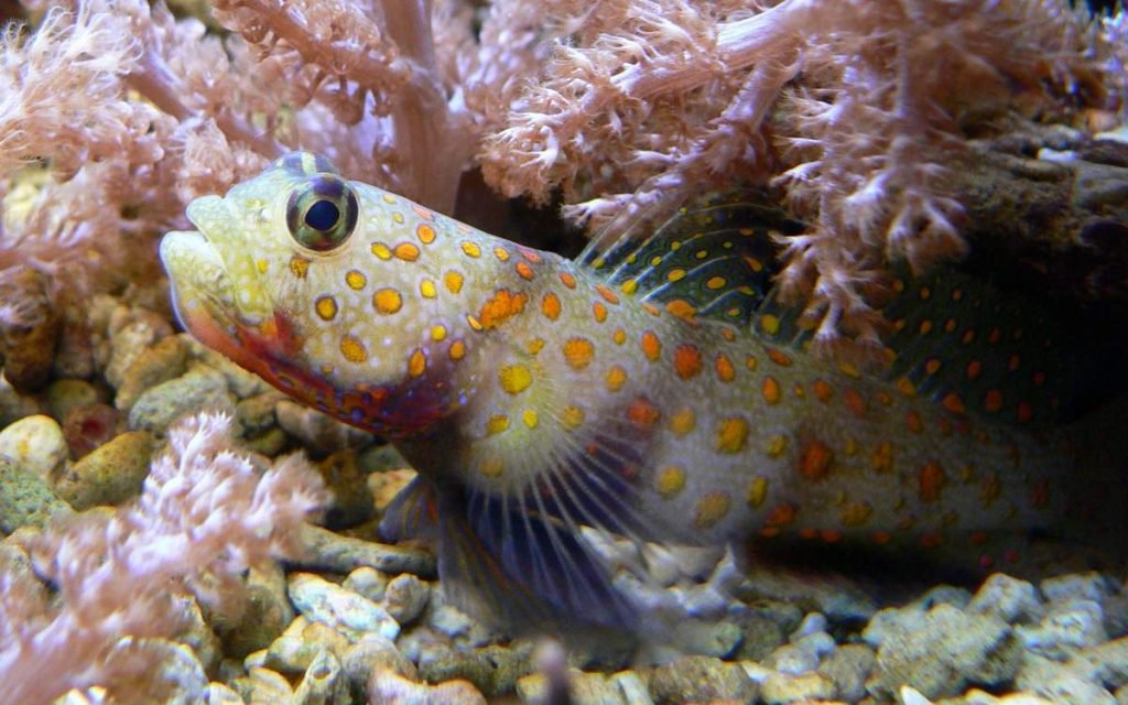 Бычки – донные прибрежные рыбы.