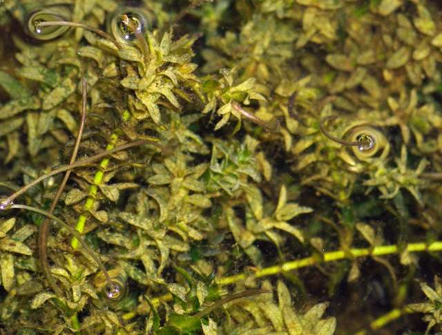 Элодея канадская