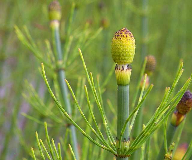 Хвощ приречный