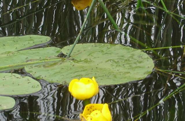 Кубышка жёлтая