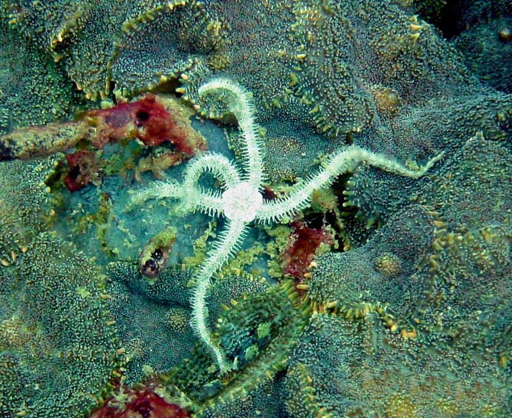 Русское название «змеехвостки» является калькой с научного названия офиуры.