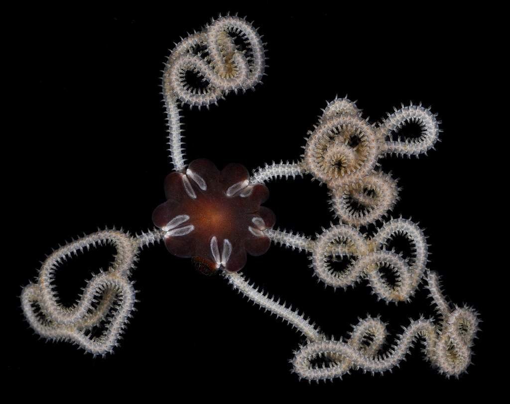 Своё название получили за своеобразный способ передвижения.