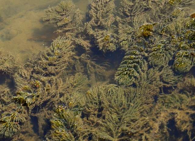 Роголистник