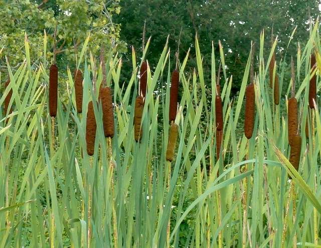 растение - спутник линя: рогоз широколистный