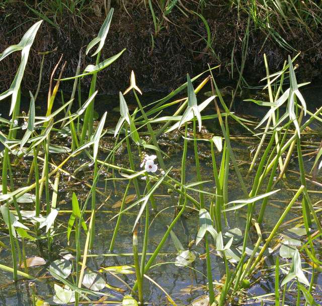 Стрелолист обыкновенный