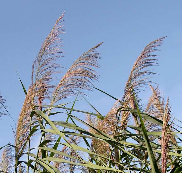 Тростник обыкновенный