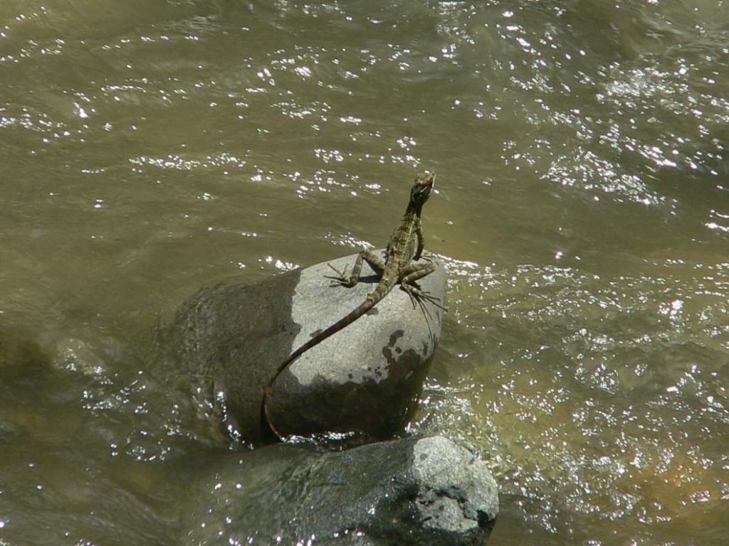 У василисков есть одна невероятная способность - они бегают по поверхности воды.