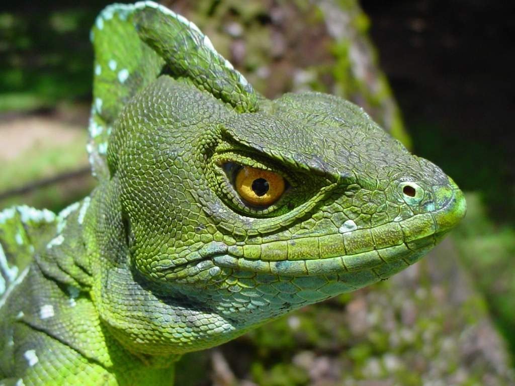 Название животному дали из-за того, что гребень на его теле вызывает ассоциацию с мифическим существом василиском.