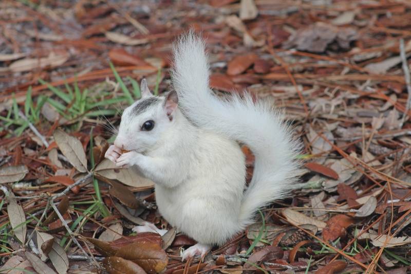 Белая белка фото