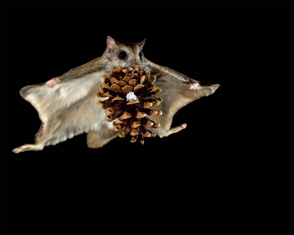 Белка летяга фото