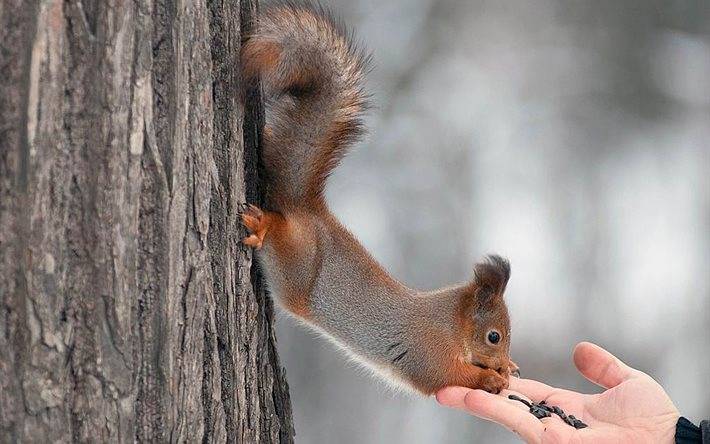 Чем питается белка