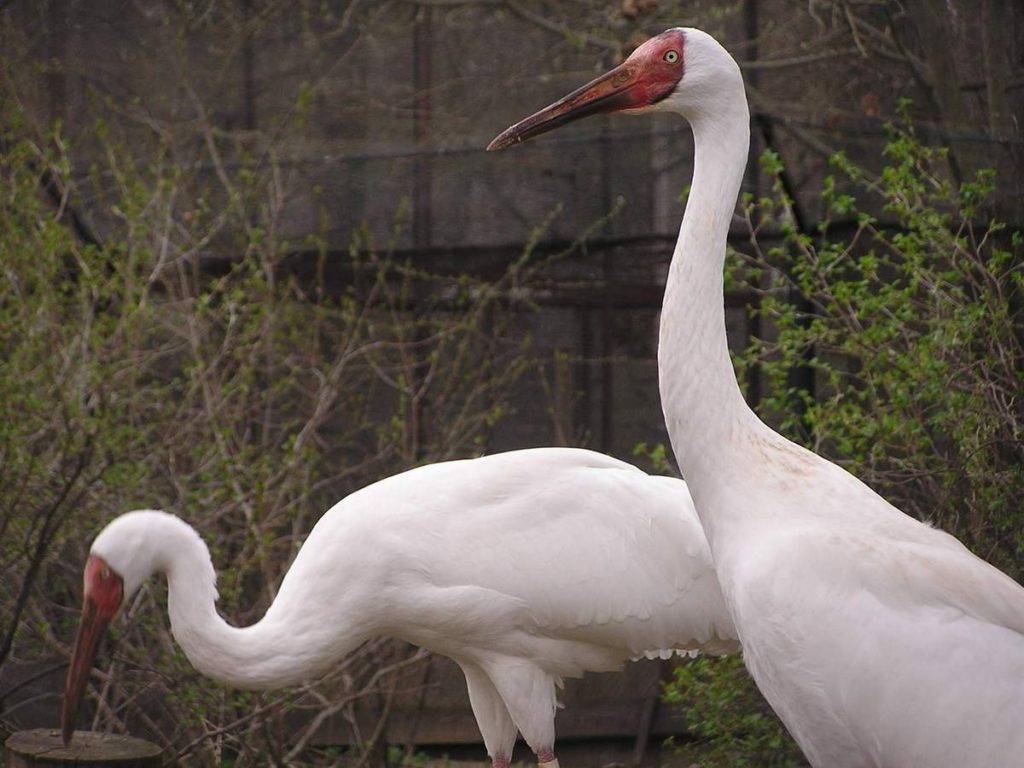 Как выглядит белый журавль Как выглядит белый журавль