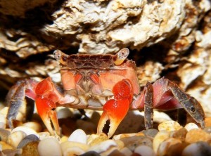 Красный мангровый краб