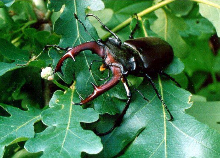 Жук-олень обитает в лесах фото Жук-олень обитает в лесах фото