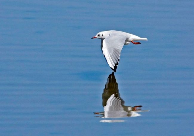 Черноголовая чайка намного меньше чайки Черноголовая чайка намного меньше чайки