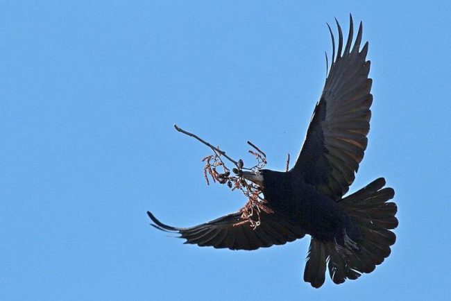 Грач — близкий родственник вороны, но более стройный Грач — близкий родственник вороны, но более стройный
