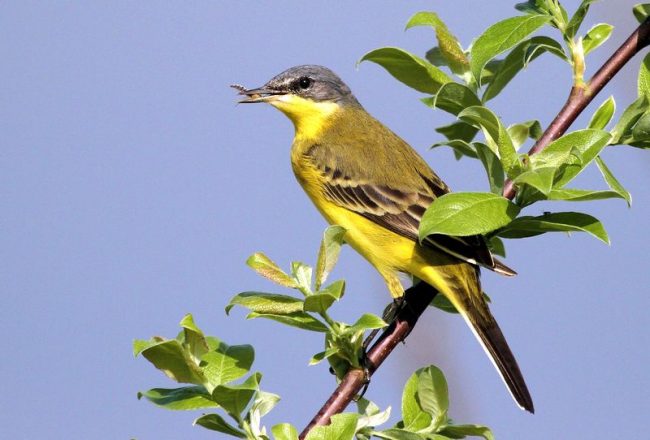 Желтая трясогузка весит всего 17 граммов Желтая трясогузка весит всего 17 граммов