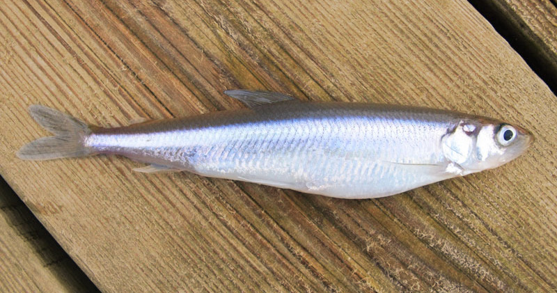 Захваченный расплав