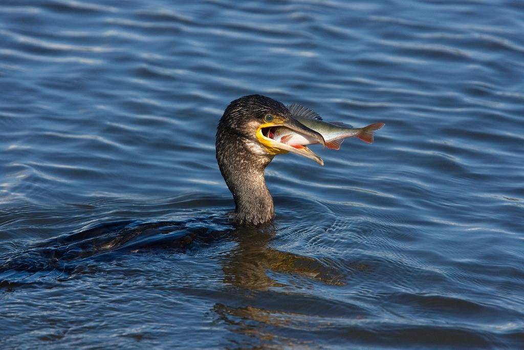 Бакланы едят рыбу Бакланы едят рыбу