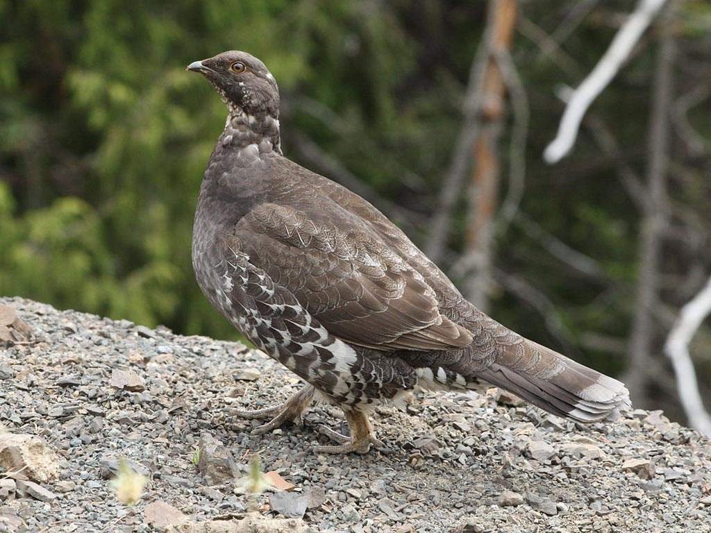 Особенность дикуши в том, что она совершенно не боится человека, и это поставило вид на грань полного уничтожения. Особенность дикуши в том, что она совершенно не боится человека, и это поставило вид на грань полного уничтожения.