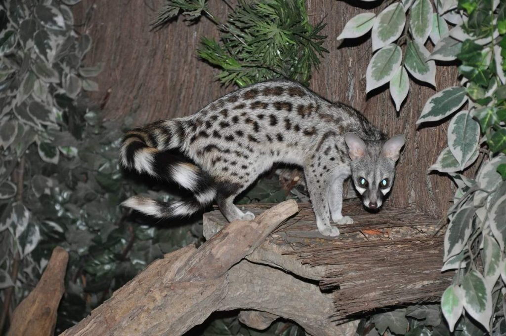 Генеты — маленькие животные. Генеты — маленькие животные.