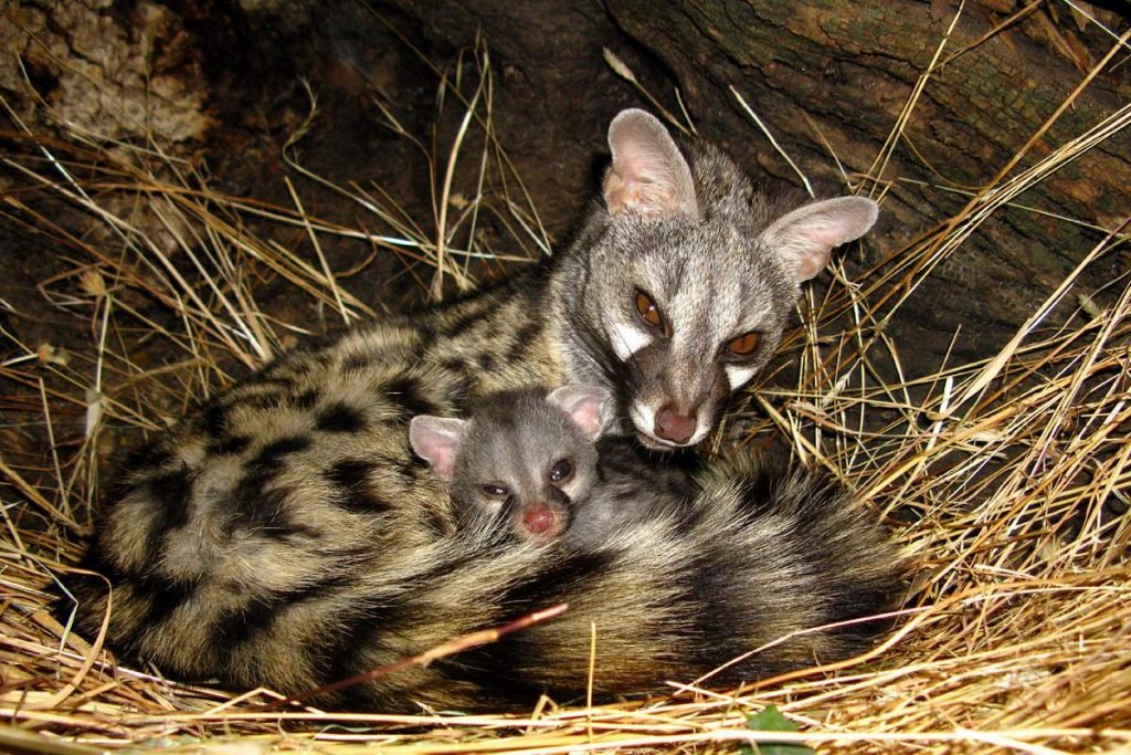 Ген с потомством. Ген с потомством.