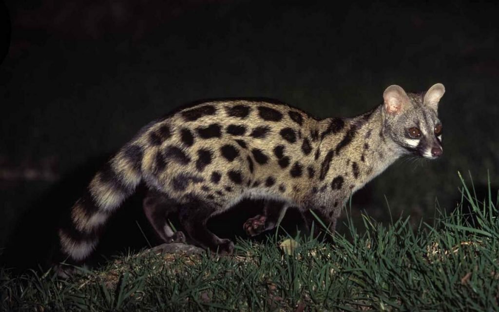 Цвет ген. Цвет ген.