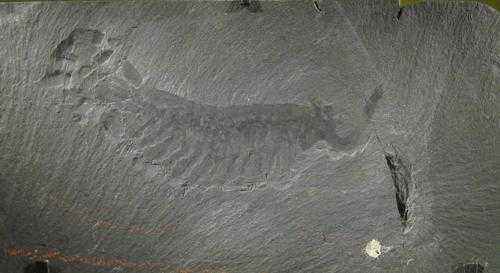 паукообразный