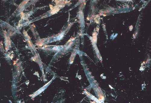 паукообразный