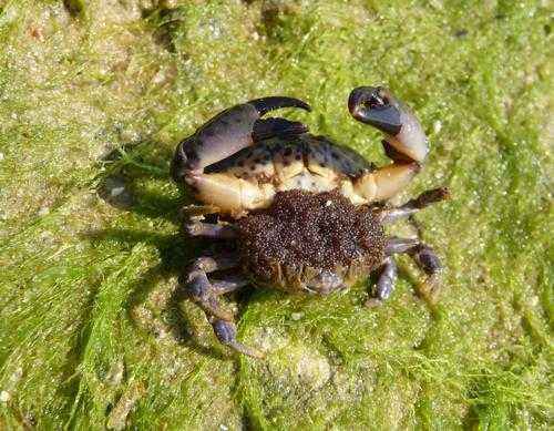 паукообразный