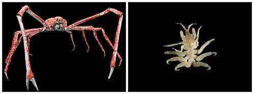 паукообразный