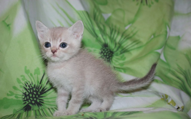 маленький бурмилла