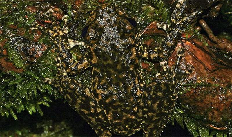 Водопадная лягушка.