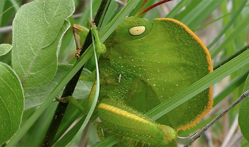 Капюшончатый кузнечик.
