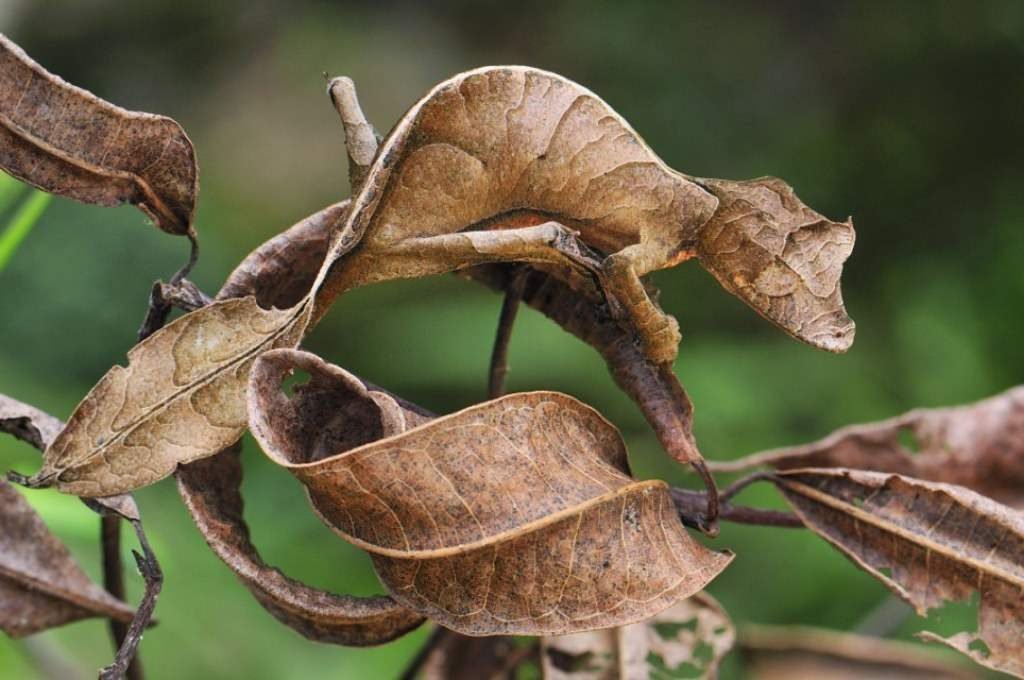 Листохвостый геккон (Uroplatus phantasticus).