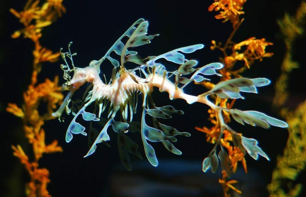 Морской конек-тряпичник.