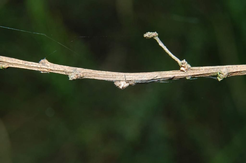 Tetragnatha obtuse.