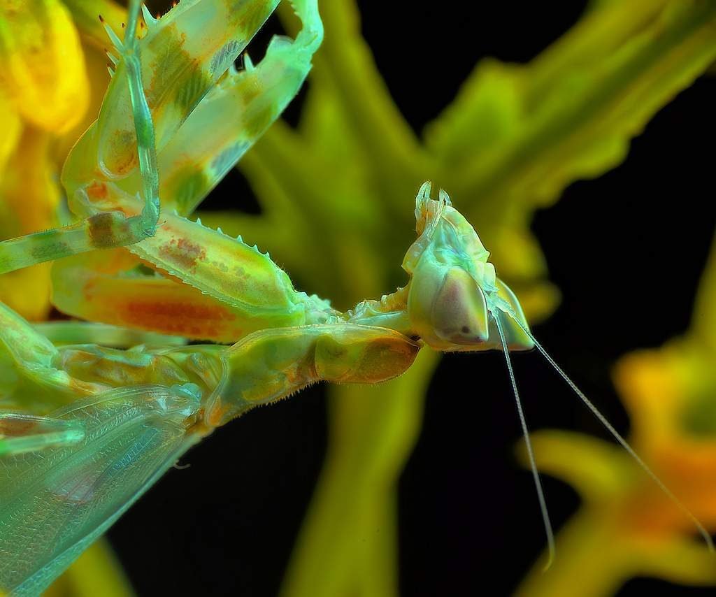 Внешность Creobroter pictipennis больше похожа на цветок.