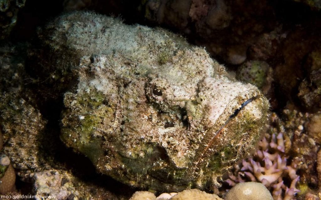 Бородавчатка, она же - Рыба-камень.